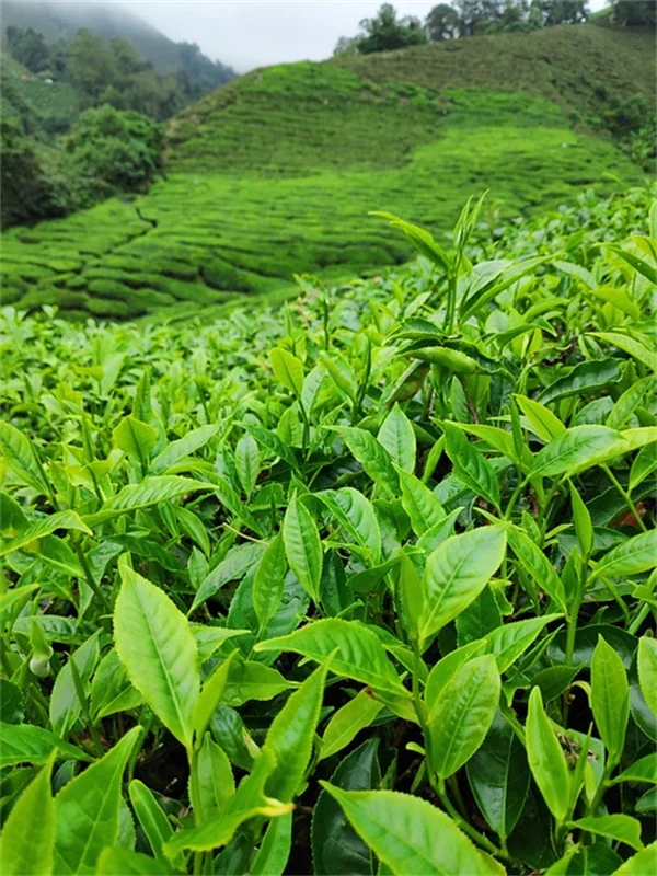 放置OKな植物6選、どんな庭にも1つは必要