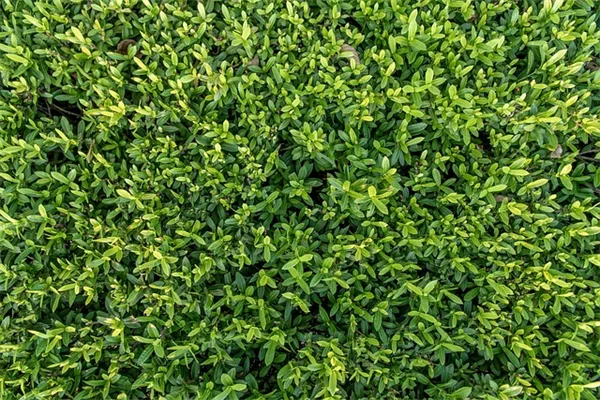 沸騰したお湯で除草は本当に安全？プロが教える絶対に避けるべき場所と正しい使い方