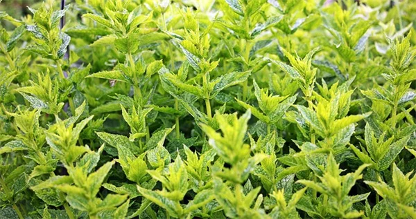 4月剪定完全ガイド｜8種の花木を春に切るコツと失敗しない3つのルール