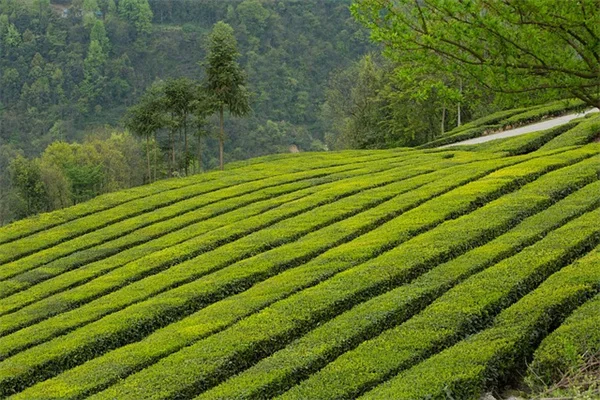植物は学習できる？記憶の仕組みと実践的な活用法