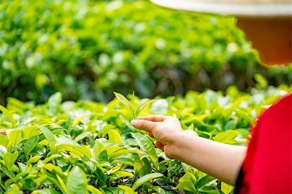 秋の2つのミスが来年の紫陽花の花を台無しにする