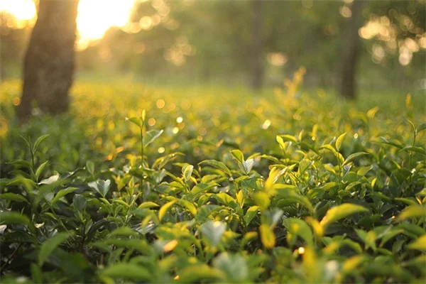 春の短命植物おすすめ6選！在来種で手間いらずの庭づくり